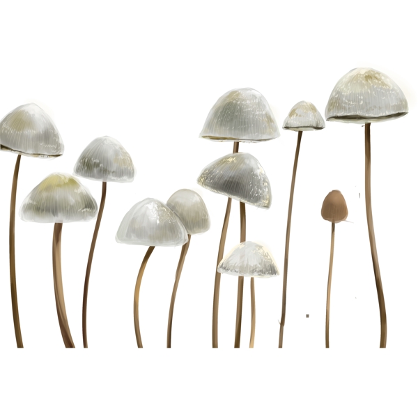 简约美丽白色蘑菇原创元素