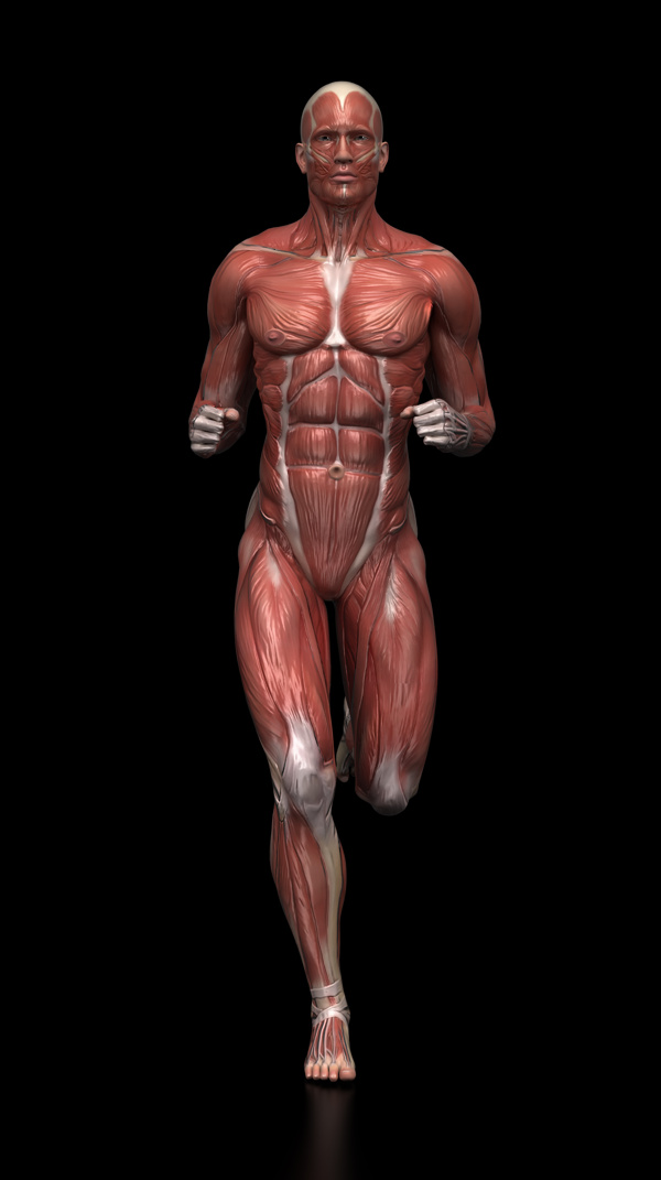 人体肌肉组织结构