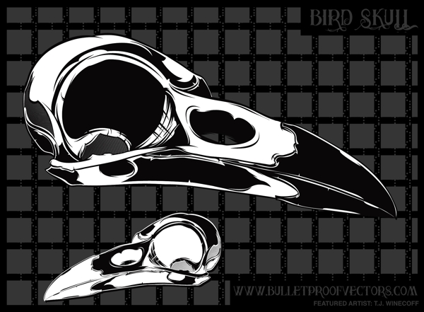 鸟的头骨
