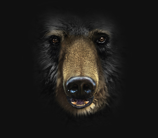 位图动物动物特写狗熊色彩免费素材