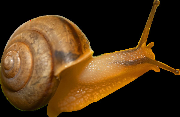 一只蜗牛图片免抠png透明图层素材