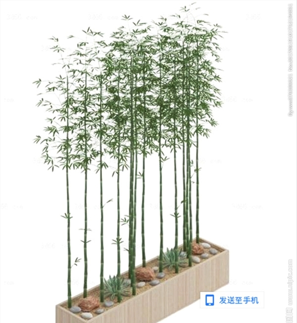 竹子植物