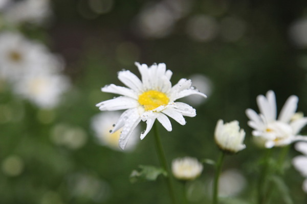 菊花图片