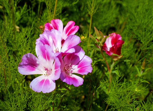 虾的野花