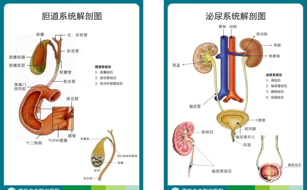 胆道泌尿系统解剖图图片