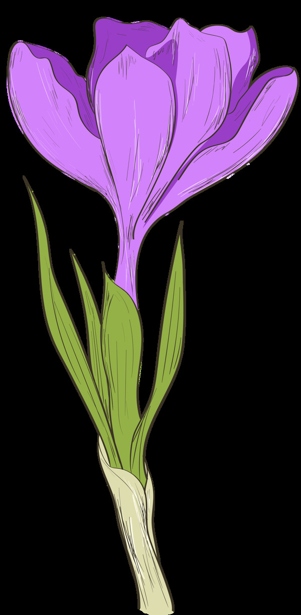 手绘一朵紫色花透明花朵素材