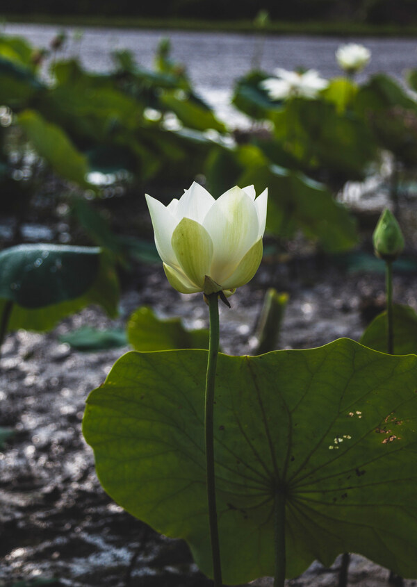 绿色植物