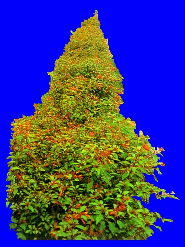 灌木062效果图植物配景素材