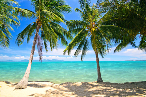 美丽的椰子树海洋风景图片
