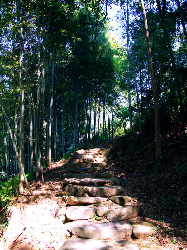 竹海山路图片