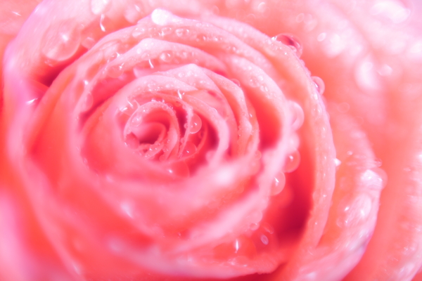 水滴粉玫瑰图片