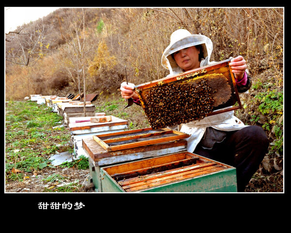 人物蜂蜜蜜蜂收获图片