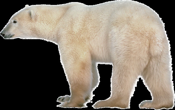 巨大北极熊免抠png透明图层素材