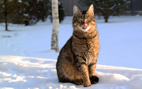 雪地里的可爱小猫