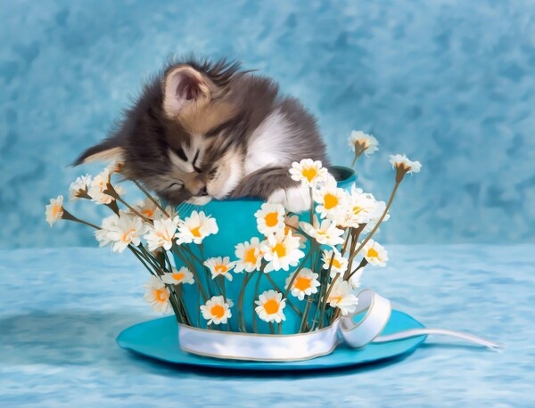花盆里的小猫