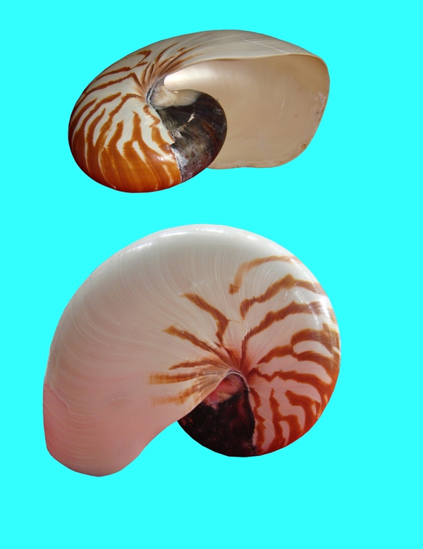 鹦鹉螺图片