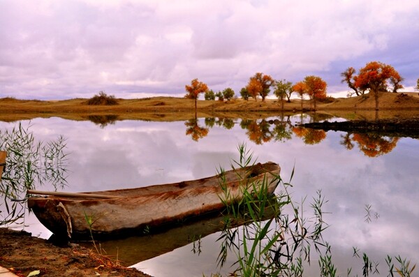 塔里木河畔景观图片
