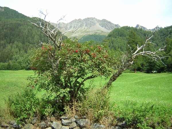 春天草原风景图片