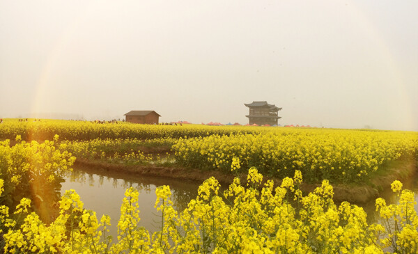 油菜花