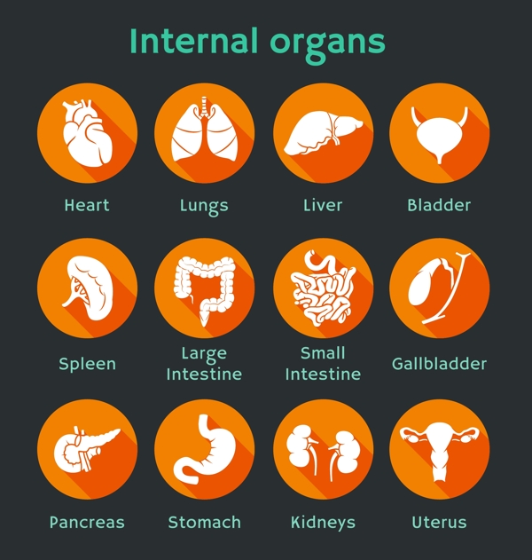 各种内部器官的图标设计矢量图01