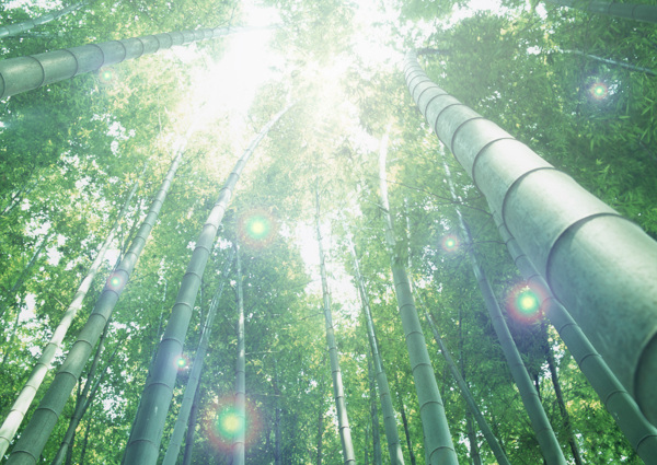 竹子太阳光线
