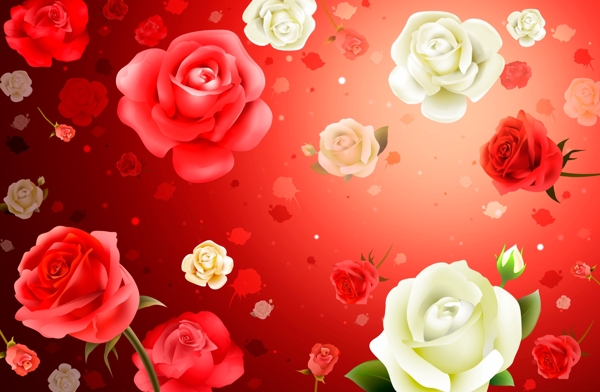 玫瑰花背景图片