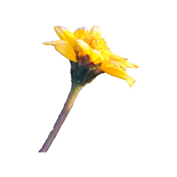 一朵黄色的小花png