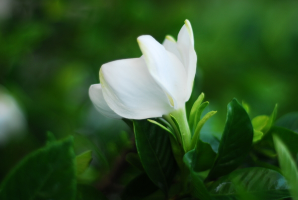 栀子花开图片