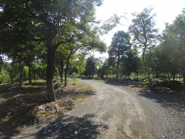 林间小土路图片