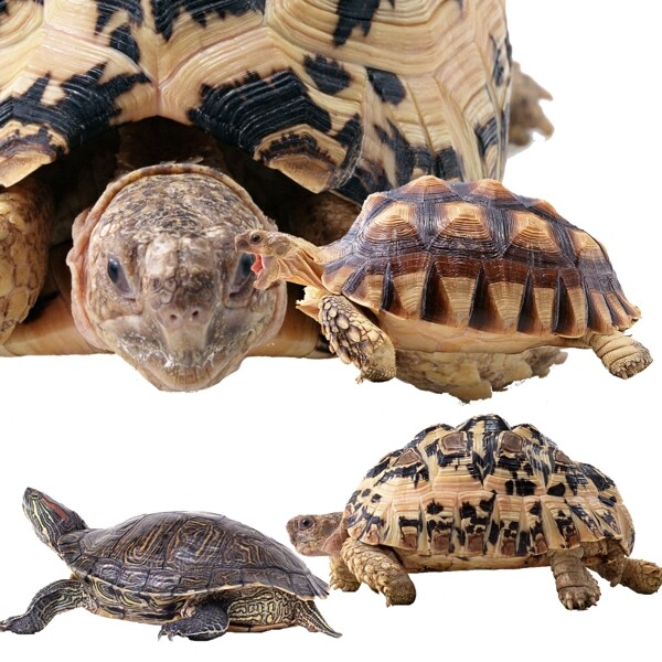 乌龟海龟动物图片素材PSD分层文件