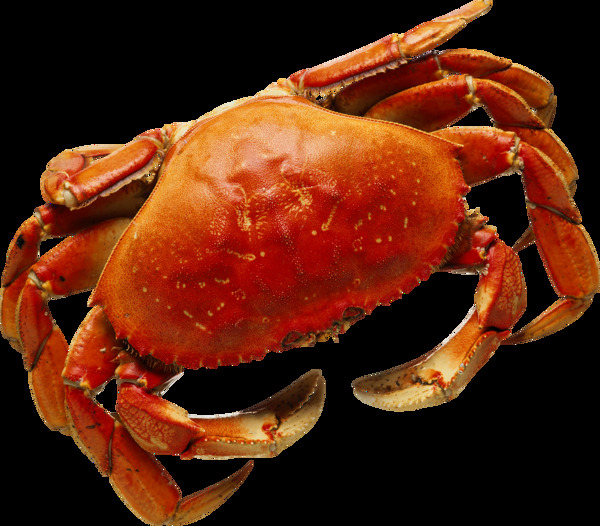 红褐色大螃蟹图片免抠png透明图层素材