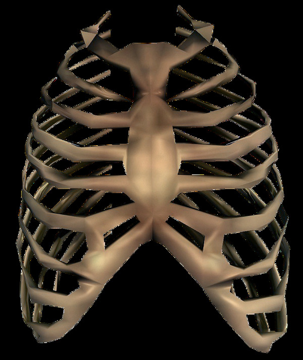 棕色三维胸腔图免抠png透明素材