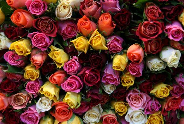 美丽的五彩玫瑰花图片