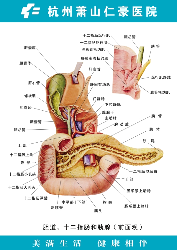 胆道十二指肠和胰图片