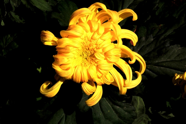 金黄色的秋菊