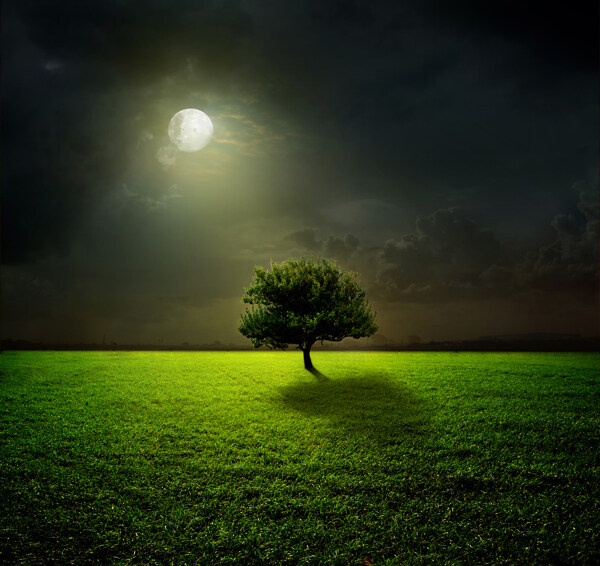 月亮与草地大树图片
