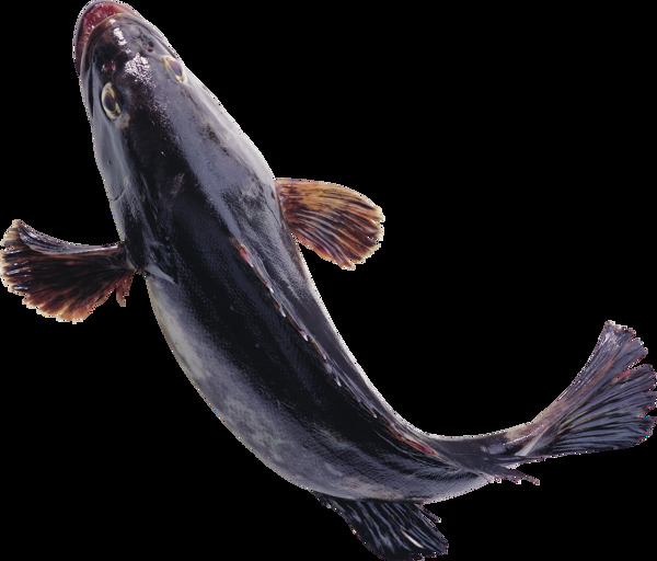 一条黑色的鱼图片免抠png透明图层素材