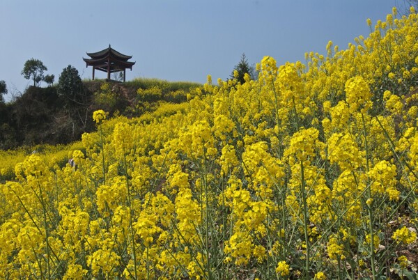 四川雅安芦山油菜花风景