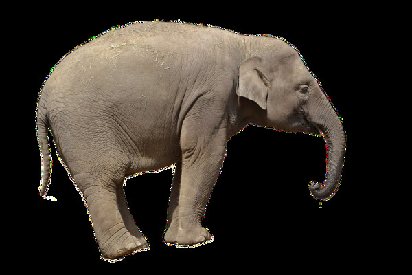 棕灰色大象图片免抠png透明图层素材