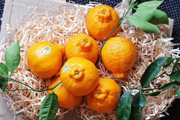 新鲜水果蒲江丑橘子