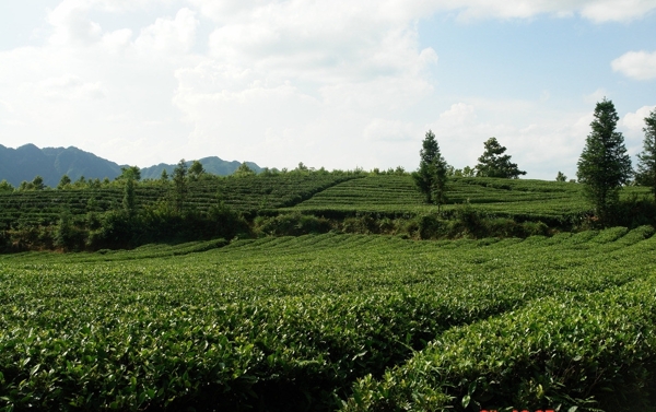 茶叶风景图片