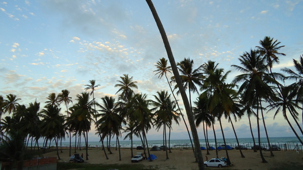 椰林海滩图片