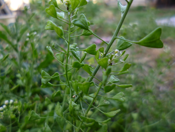 荠菜图片