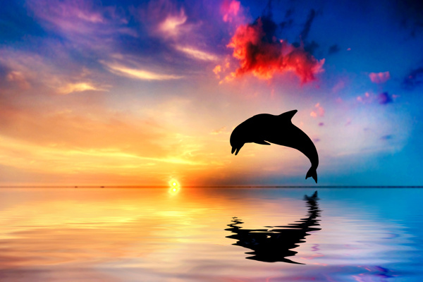 黄昏下海豚越出水面背景