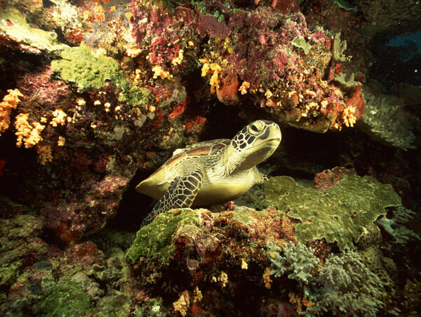 海底生物图片