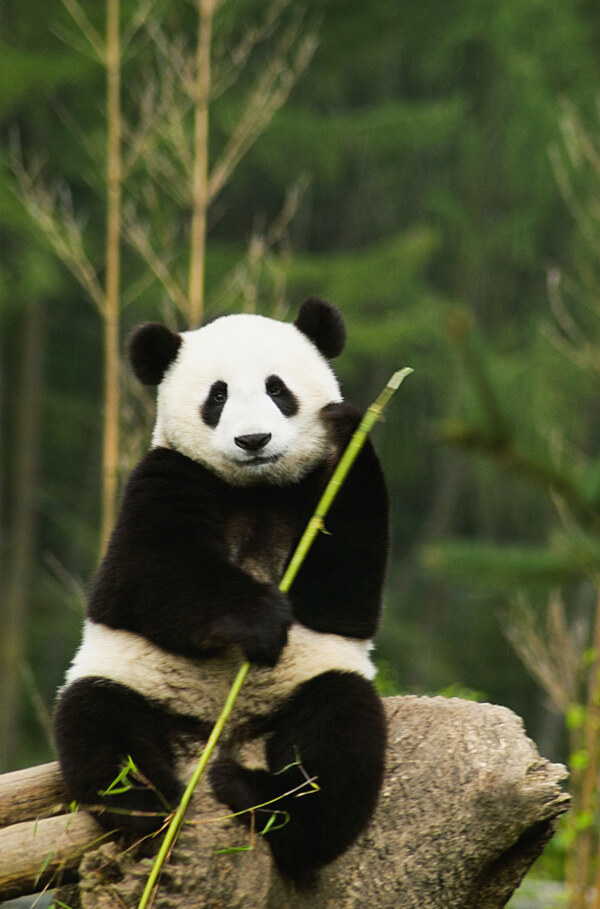 思考中的国宝熊猫图片