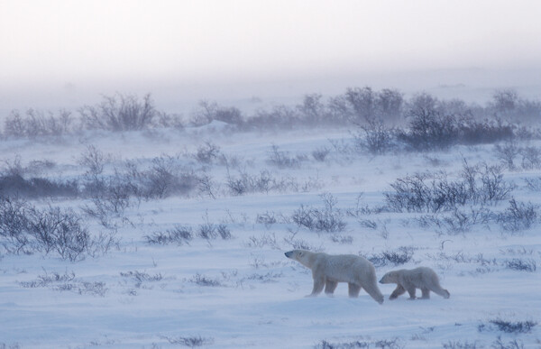雪地上的两只北极熊图片