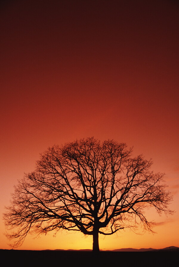 黄昏下的树
