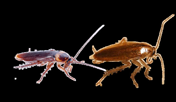 两只蟑螂图片免抠png透明图层素材