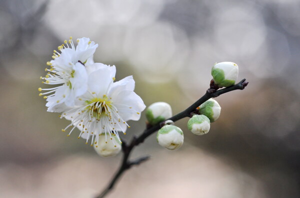 梅花图片